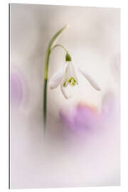 Gallery print Gorgeous Snowdrop