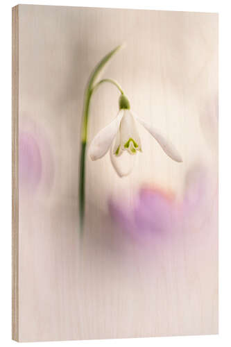 Wood print Gorgeous Snowdrop