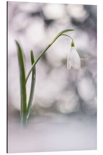 Aluminiumsbilde Bubbling Snowdrops