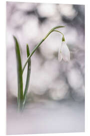 Foam board print Bubbling Snowdrops