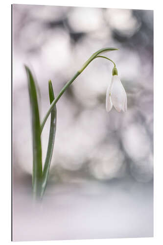 Gallery Print Sprudelnde Schneeglöckchen