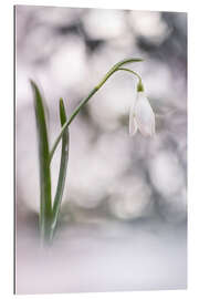 Gallery print Bubbling Snowdrops