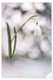 Wall sticker Bubbling Snowdrops