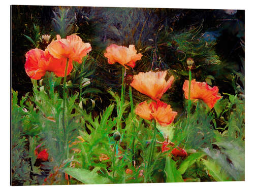 Aluminium print Peach poppies