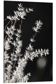 Aluminium print Grasses