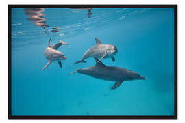Gerahmter Kunstdruck Familie der Delfine schwimmt zusammen unter Wasser