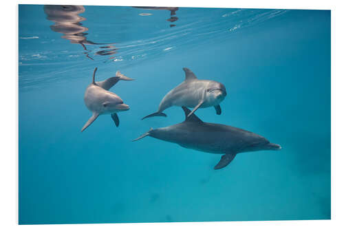 Foam board print Dolphins family swim together underwater