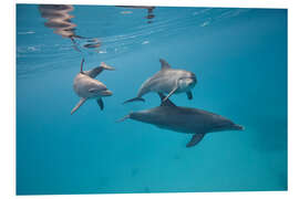 Foam board print Dolphins family swim together underwater