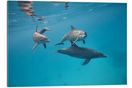 Galleriataulu Dolphins family swim together underwater