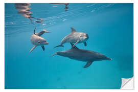 Vinilo para la pared Familia de delfines nadan juntos bajo el agua