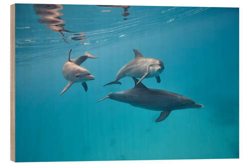 Puutaulu Dolphins family swim together underwater