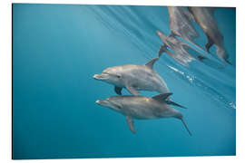 Print på aluminium Couple of dolphins underwater