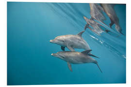 Foam board print Couple of dolphins underwater