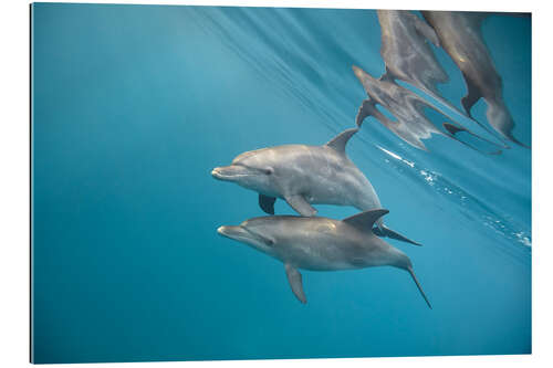 Gallery print Couple of dolphins underwater