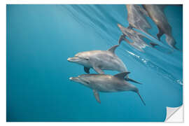 Naklejka na ścianę Couple of dolphins underwater