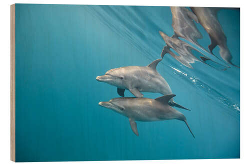 Puutaulu Couple of dolphins underwater