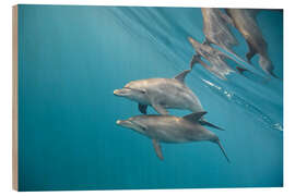 Trebilde Couple of dolphins underwater