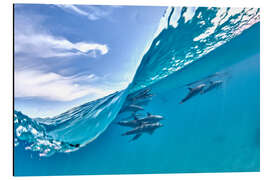 Aluminiumtavla Dolphins group and blue wave