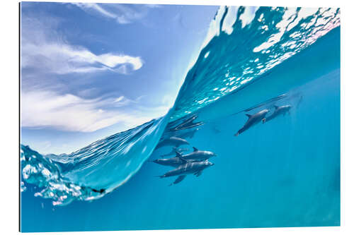 Gallery print Dolphins group and blue wave