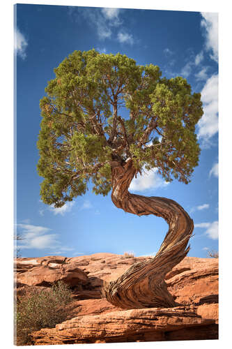 Stampa su vetro acrilico Albero di ginepro nel Parco Nazionale di Canyonlands, USA