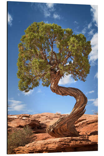 Alubild Wacholder Baum im Canyonlands Nationalpark, USA