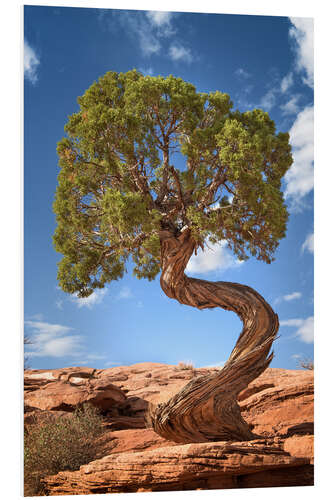 PVC-tavla Juniper tree in Canyonlands National Park, USA