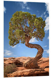 Foam board print Juniper tree in Canyonlands National Park, USA