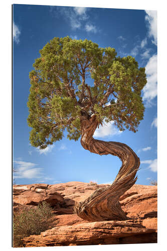 Gallery Print Wacholder Baum im Canyonlands Nationalpark, USA