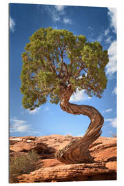 Gallery print Juniper tree in Canyonlands National Park, USA