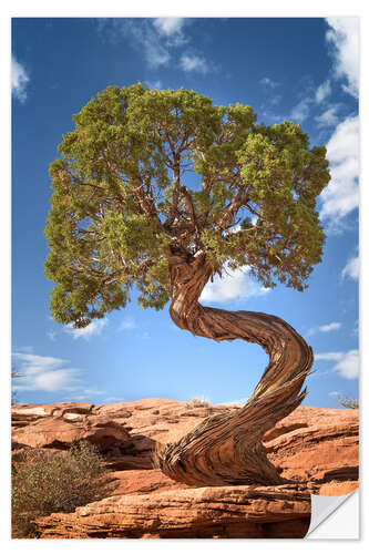 Selvklebende plakat Juniper tree in Canyonlands National Park, USA