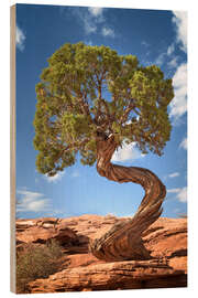 Stampa su legno Albero di ginepro nel Parco Nazionale di Canyonlands, USA