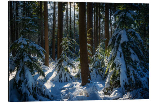 Gallery Print Sonne im Winterwald