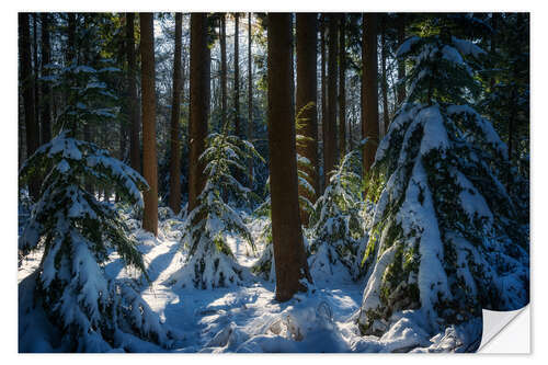 Selvklæbende plakat Sun in the winter forest