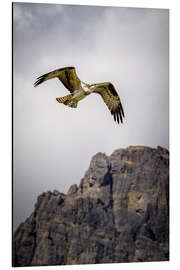 Aluminium print Eagle in flight