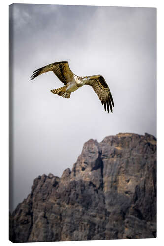 Canvas print Eagle in flight