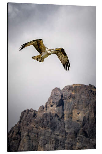 Gallery print Eagle in flight