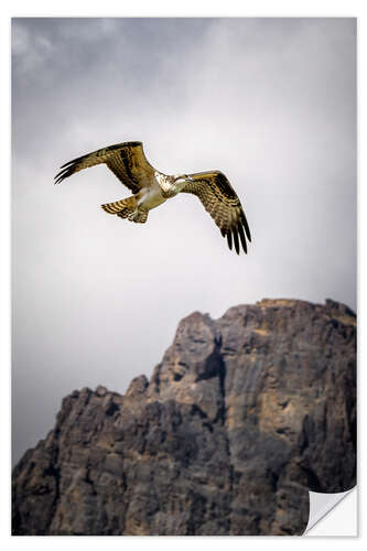 Wandsticker Adler im Flug