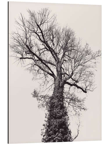 Alubild Der schwarze Baum