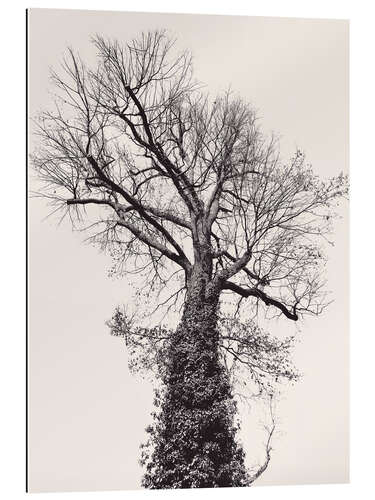 Gallery print The black tree