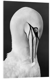 Akryylilasitaulu Northern gannet