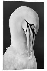 Aluminium print Northern gannet