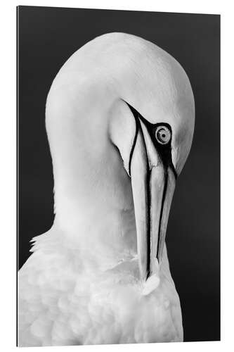 Gallery print Northern gannet