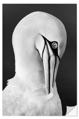 Selvklebende plakat Northern gannet