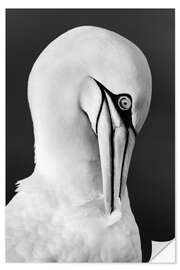 Naklejka na ścianę Northern gannet