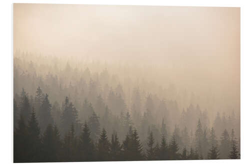 PVC print Forest in the morning mist