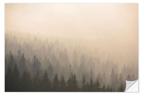 Sisustustarra Forest in the morning mist