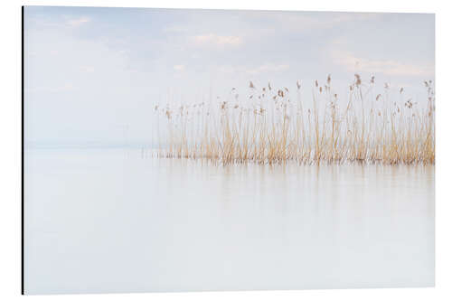 Alumiinitaulu Reeds on Lake Garda