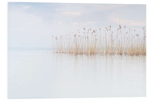 Foam board print Reeds on Lake Garda