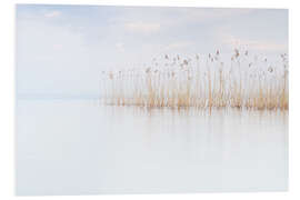 Foam board print Reeds on Lake Garda