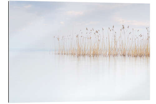 Gallery print Reeds on Lake Garda